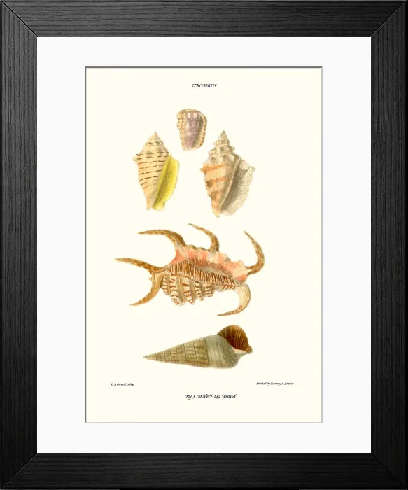Framed Print : claw shells Framed Print : claw shells