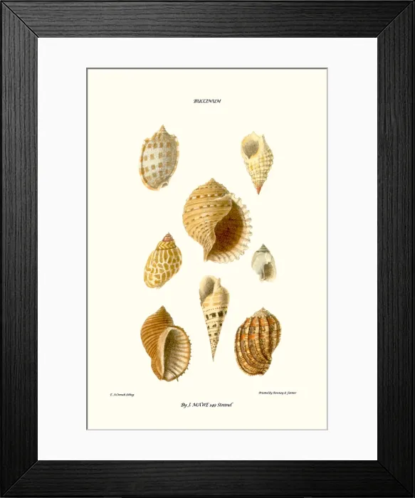 Framed Print : buccinum shells Framed Print : buccinum shells