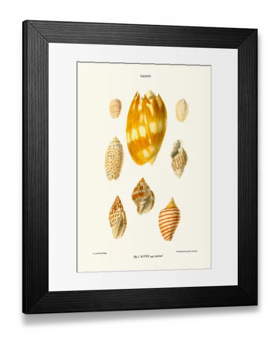 Framed Print : wreath shells Framed Print : wreath shells