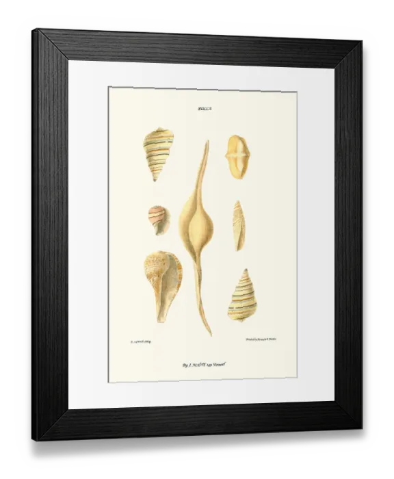 Framed Print : bubble shells Framed Print : bubble shells