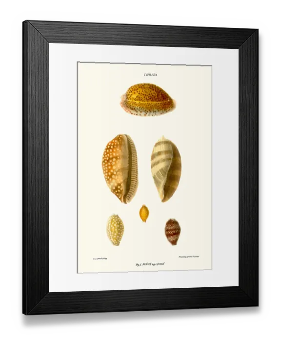 Framed Print : cowrie shells Framed Print : cowrie shells