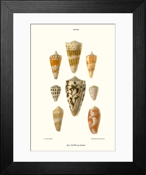 Framed Print : cone shells Framed Print : cone shells