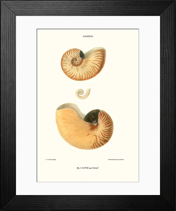 Framed Print : nautilus shell Framed Print : nautilus shell