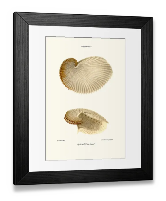 Framed Print : nautilus shell Framed Print : nautilus shell
