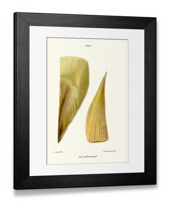 Framed Print : finshell. John Mawe (1764 - 26 October 1829) was a British mineralogist Framed Print : finshell. John Mawe (1764 - 26 October 1829) was a British mineralogist