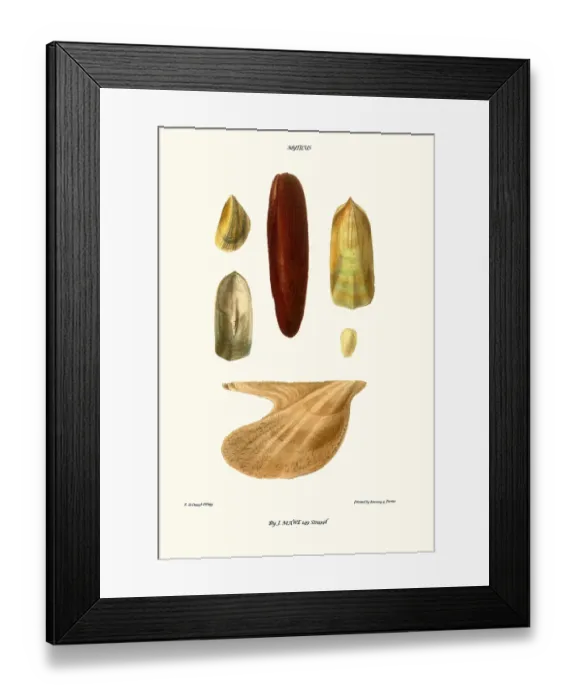 Framed Print : mussel shell Framed Print : mussel shell