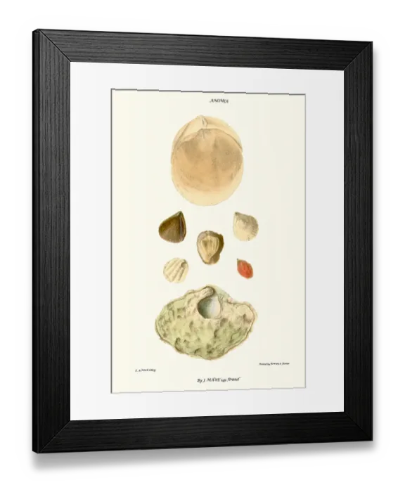 Framed Print : lamp shells Framed Print : lamp shells