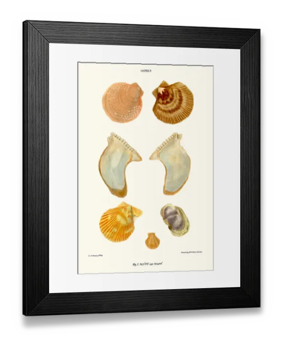 Framed Print : oyster shells Framed Print : oyster shells