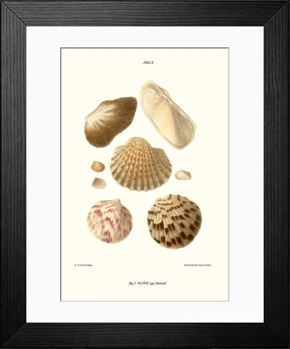 Framed Print : ark shells Framed Print : ark shells