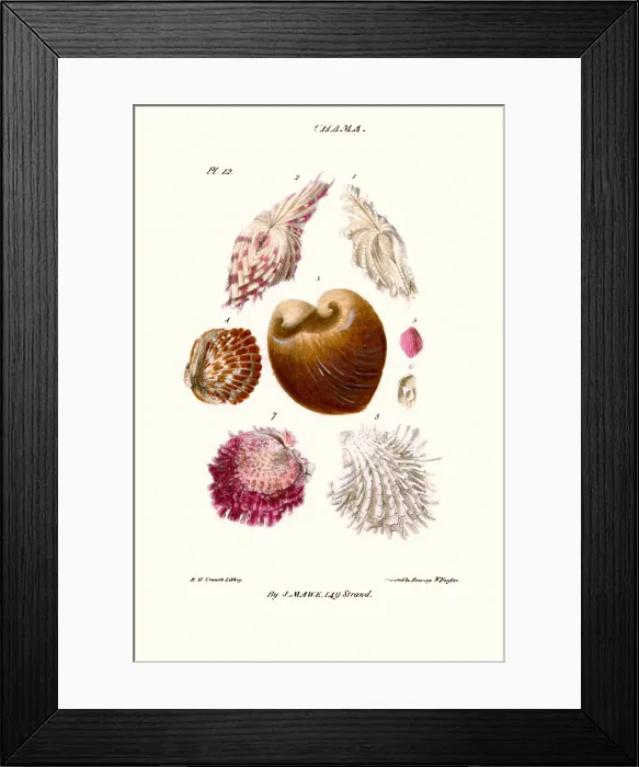 Framed Print : clam shell Framed Print : clam shell