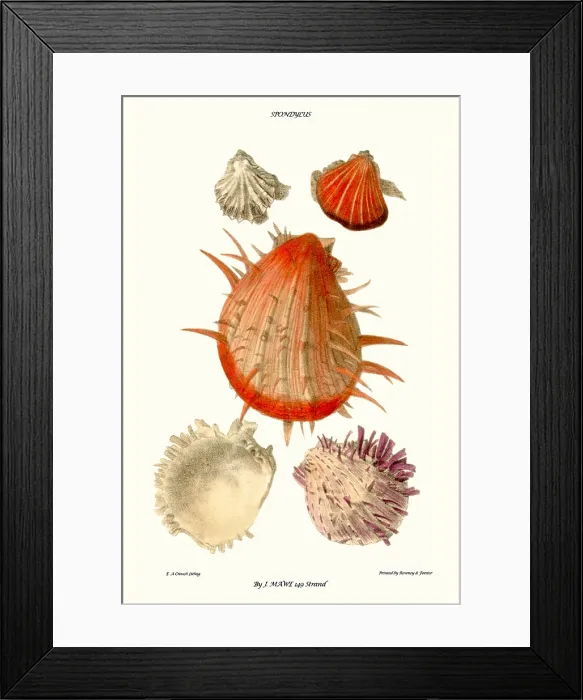 Framed Print : thorny oyster shell Framed Print : thorny oyster shell