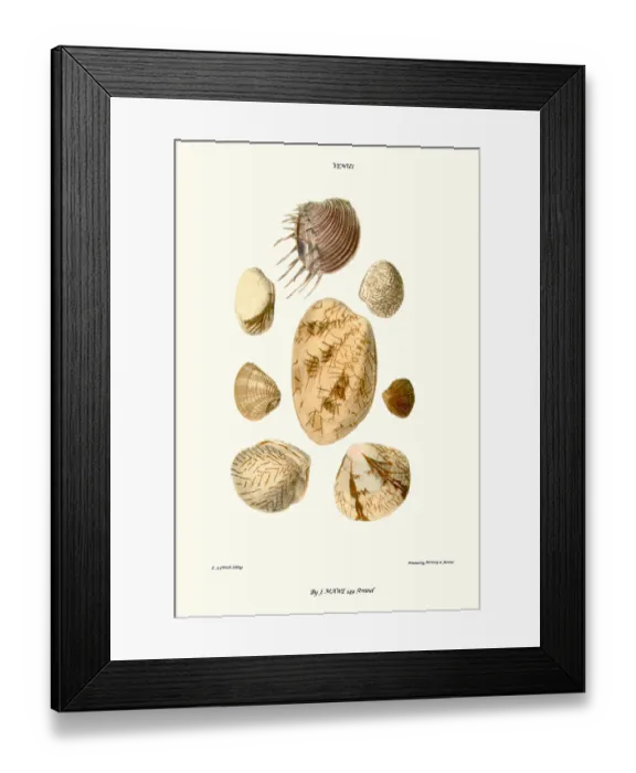 Framed Print : venus shells Framed Print : venus shells
