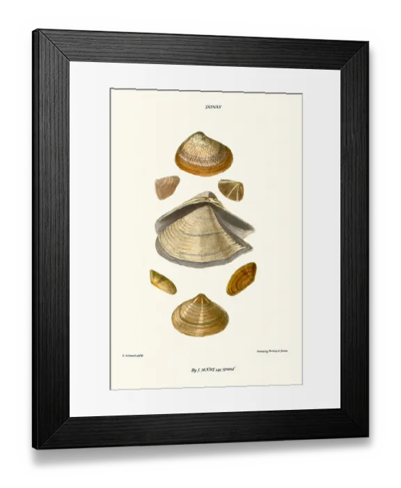Framed Print : wedge shells Framed Print : wedge shells