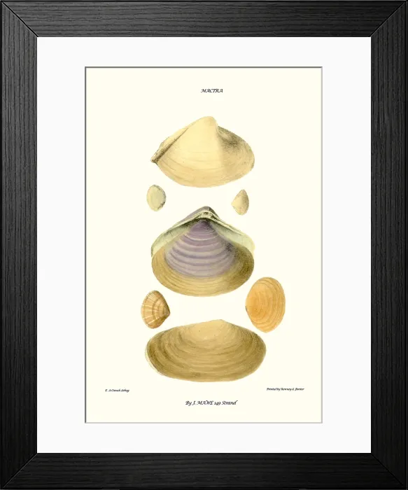 Framed Print : trough shells Framed Print : trough shells