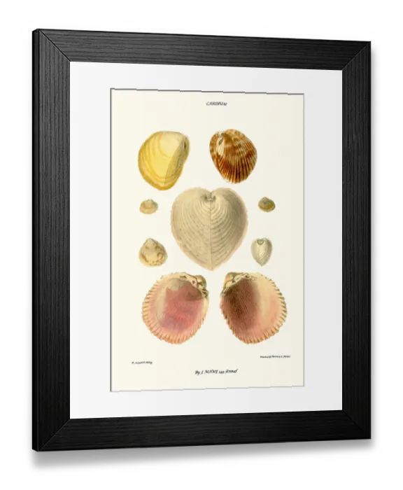Framed Print : cockle shells Framed Print : cockle shells