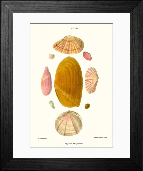 Framed Print : tellina shells Framed Print : tellina shells