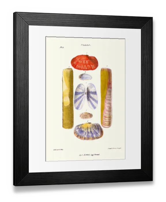 Framed Print : razor sheath shells Framed Print : razor sheath shells