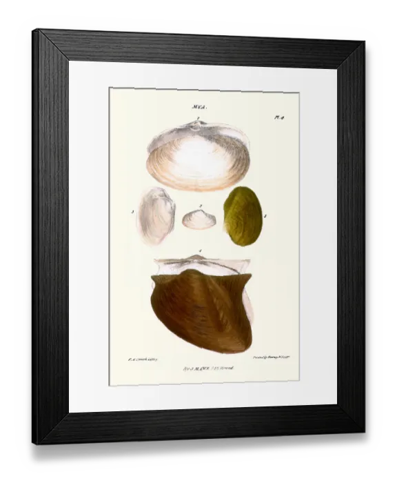 Framed Print : trough shell Framed Print : trough shell