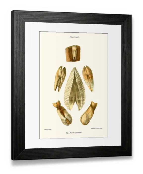 Framed Print : pholas shells Framed Print : pholas shells