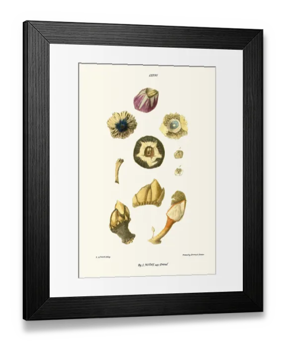 Framed Print : barnacle shell Framed Print : barnacle shell