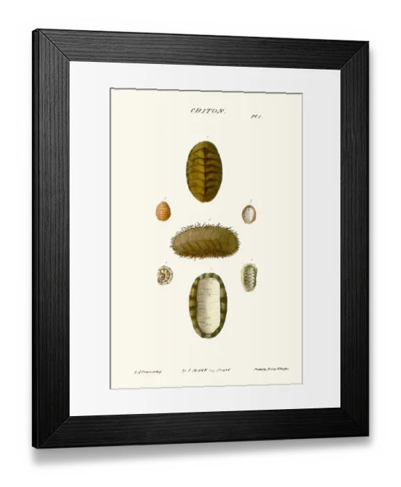 Framed Print : chiton shells