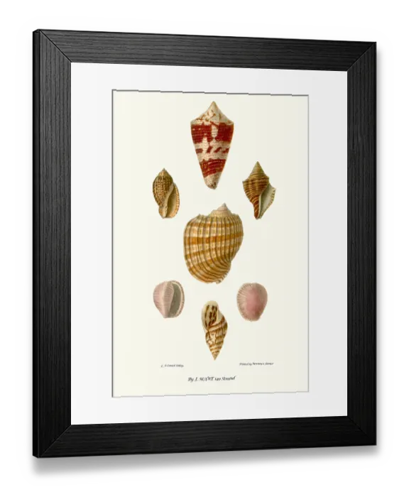 Framed Print : helix shells