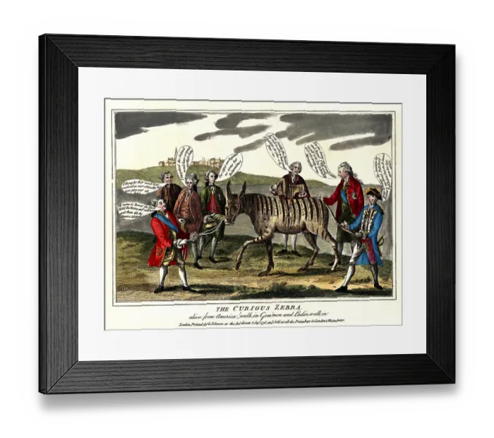 Framed Print : The curious zebra - alive from America!