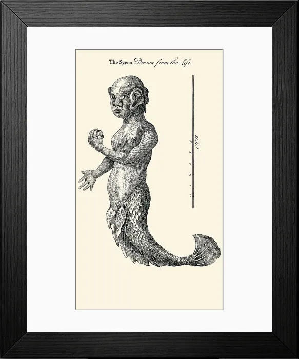 Framed Print : The syren drawn from the life Framed Print : The syren drawn from the life