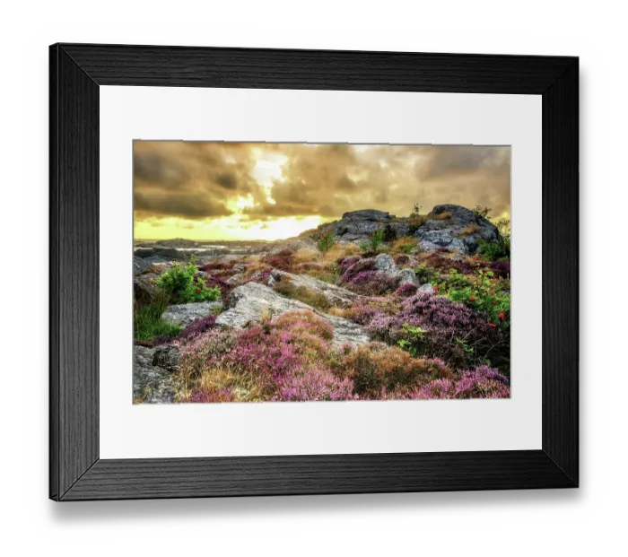 Framed Print : A sunset in the coastal town of Ronnang, Sweden with some beautiful flora in the foreground Framed Print : A sunset in the coastal town of Ronnang, Sweden with some beautiful flora in the foreground