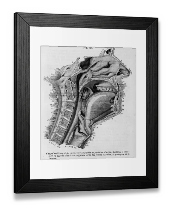 Framed Print : Upper Respiratory System Framed Print : Upper Respiratory System