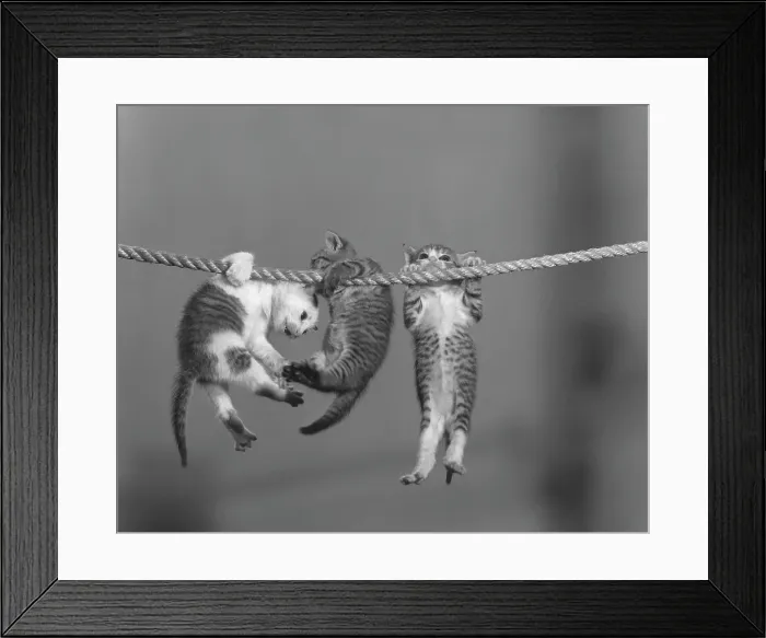 Framed Print : Hang In There Framed Print : Hang In There