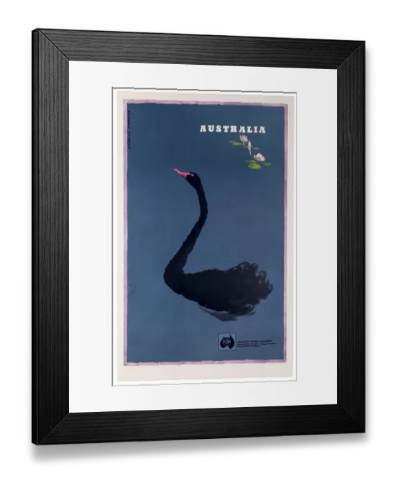 Framed Print : Australia Black Swan Poster Framed Print : Australia Black Swan Poster
