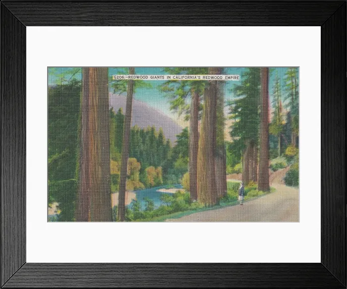 Framed Print : Vintage souvenir postcard, Redwood Giants, ca 1944 Framed Print : Vintage souvenir postcard, Redwood Giants, ca 1944