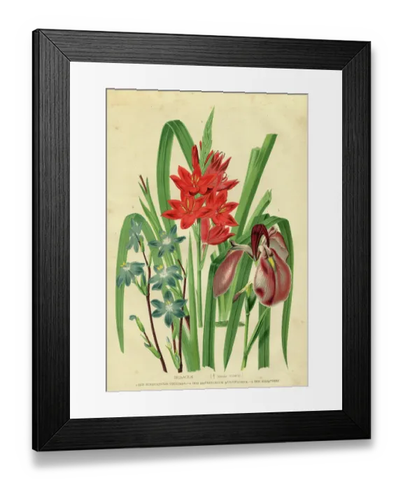 Framed Print : Flower Iridaceae engraving