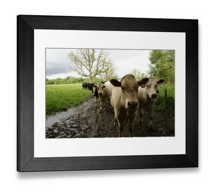 Framed Print : Hungry bullocks Framed Print : Hungry bullocks