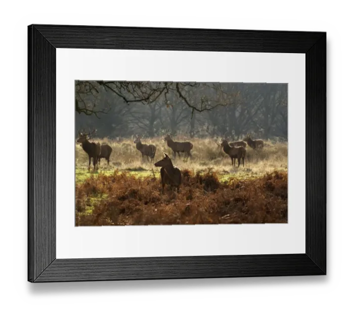 Framed Print : Deer in Richmond Park Framed Print : Deer in Richmond Park