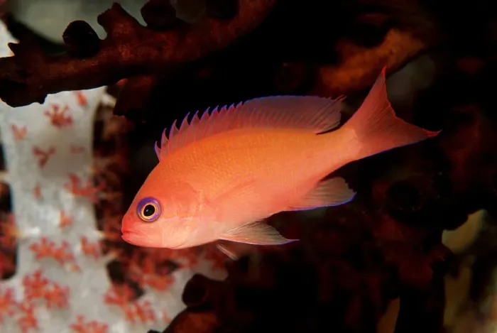 Framed Print : 1, animal, animals, anthia, anthias, anthiinae, aquatic, asia, asian, bodies, body Framed Print : 1, animal, animals, anthia, anthias, anthiinae, aquatic, asia, asian, bodies, body