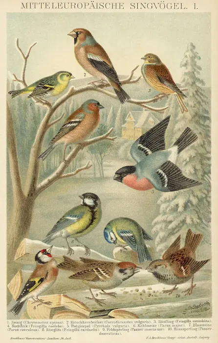 Framed Print : 10 European Song Birds / Varying Kinds Framed Print : 10 European Song Birds / Varying Kinds