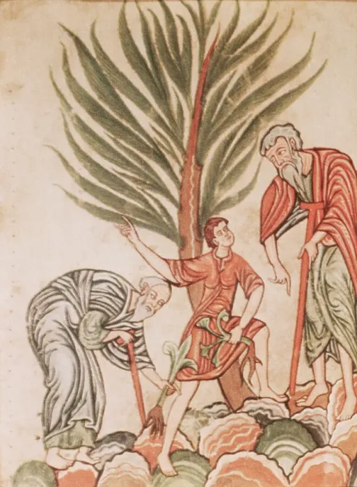 Framed Print : 12th Century Manuscript Illustration of Medicinal Plant Gathering Framed Print : 12th Century Manuscript Illustration of Medicinal Plant Gathering