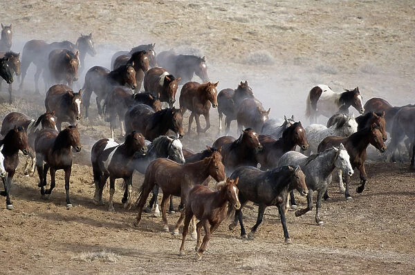 15 mile range, Wyoming, (equus caballus) USA
