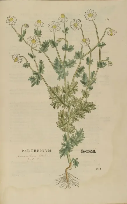 Framed Print : 16th century Botany print Framed Print : 16th century Botany print
