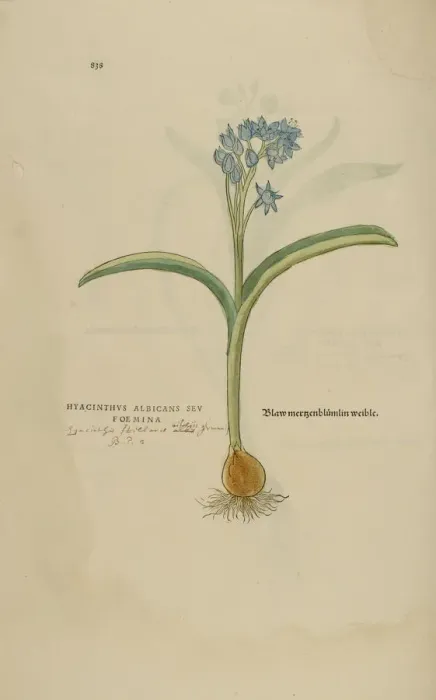 Framed Print : 16th century Botany print Framed Print : 16th century Botany print