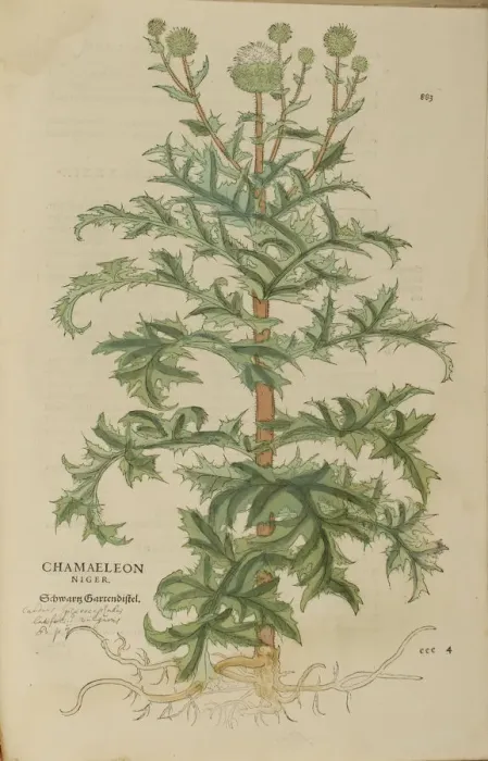 Framed Print : 16th century Botany print Framed Print : 16th century Botany print