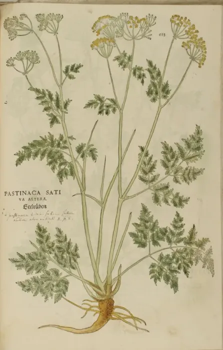 Framed Print : 16th century Botany print Framed Print : 16th century Botany print