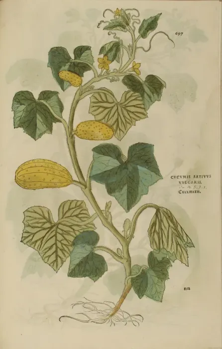 Framed Print : 16th century Botany print Framed Print : 16th century Botany print