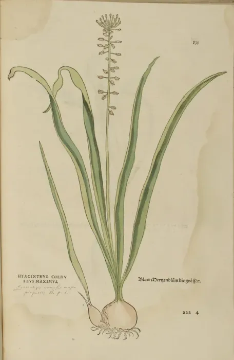 Framed Print : 16th century Botany print Framed Print : 16th century Botany print