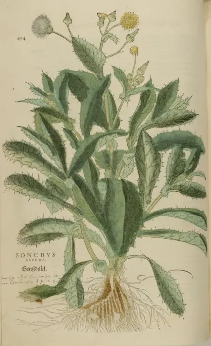 Framed Print : 16th century Botany print Framed Print : 16th century Botany print