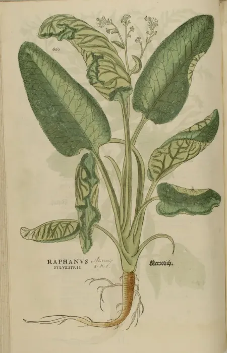 Framed Print : 16th century Botany print Framed Print : 16th century Botany print