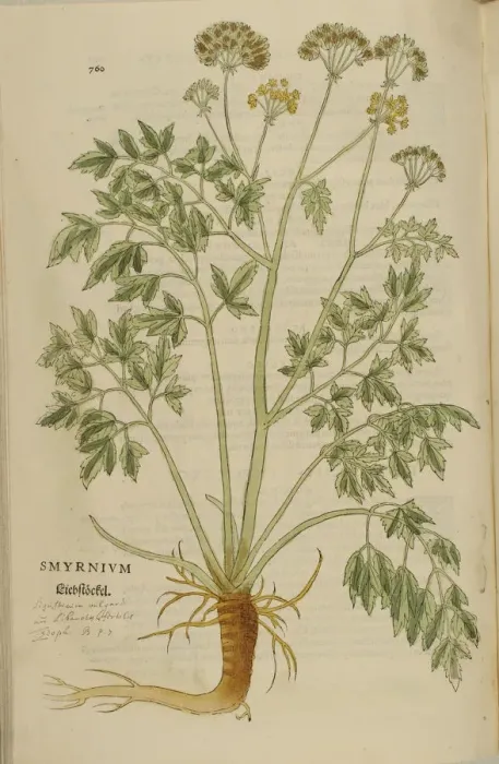 Framed Print : 16th century Botany print Framed Print : 16th century Botany print
