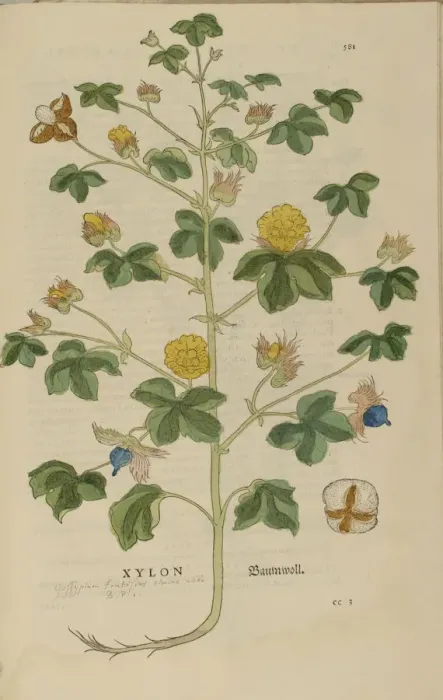 Framed Print : 16th century Botany print Framed Print : 16th century Botany print